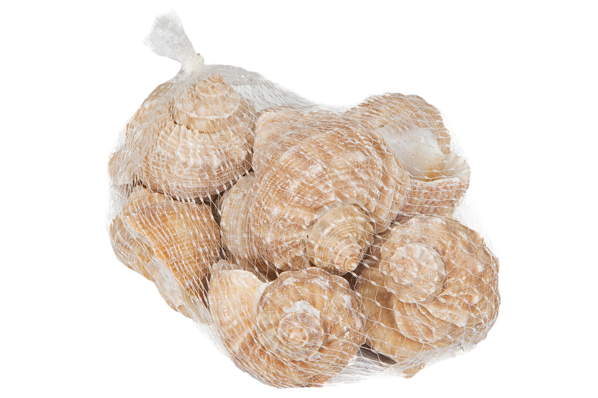 Dekomuschel beige