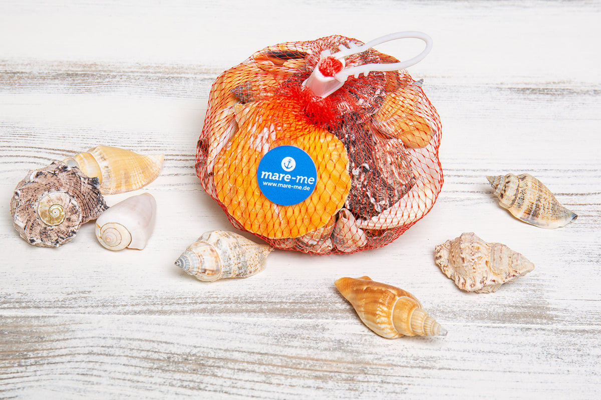 Deko Muscheln Schnecken