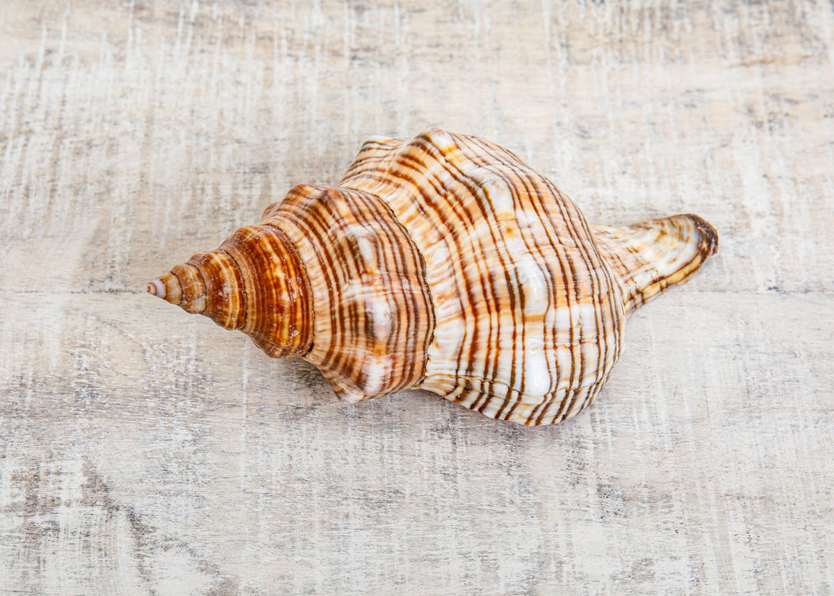 Muschel, Dekoration Fasciolaria